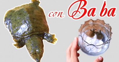 Nằm mơ thấy ba ba là điềm tốt hay xấu? Đánh số mấy chắc ăn?