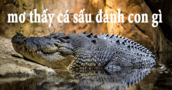 Giải mã giấc mơ thấy cá sấu? Ngủ mơ thấy cá sấu đánh con gì?