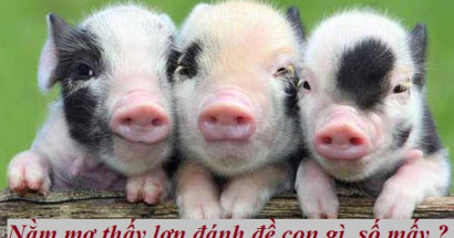Giải mã giấc mơ thấy lợn? Mơ thấy lợn đánh con gì để tiền đầy túi