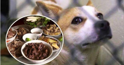 Trong mơ thấy ăn thịt chó đánh con gì tiền đầy túi? Giải mã giấc mơ ăn thịt chó