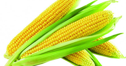 Mộng thấy bắp ngô mang điềm báo hung hay cát? Mơ thấy bắp ngô đánh con gì thắng đậm?