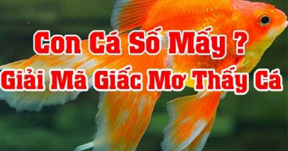 Giấc mơ thấy cá: Mơ thấy cá đánh con gì - Giải mã giấc mơ thấy cá