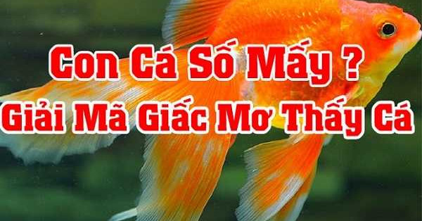 Giấc mơ thấy cá: Mơ thấy cá đánh con gì - Giải mã giấc mơ thấy cá
