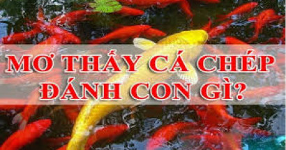 Giải mã giấc mơ cá chép? Mơ thấy cá chép đánh con gì để vào bờ?