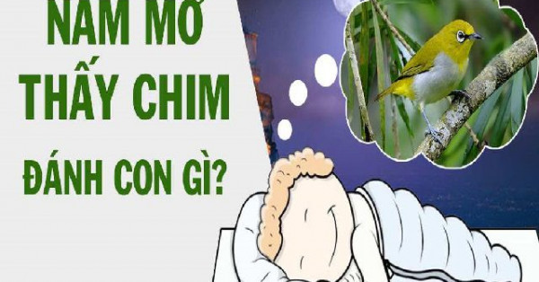 Chiêm bao thấy chim đánh con gì? Mơ thấy chim mang điềm báo hung hay cát?