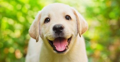 Mơ thấy chó đánh con gì chính xác? Giải mộng giấc mơ thấy chó?