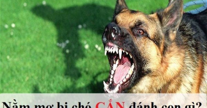 Mơ thấy chó cắn đánh con gì phát tài? Khai phá giấc mơ thấy chó cắn