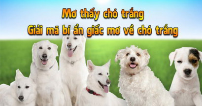 Mơ thấy chó trắng đánh con gì tài lộc - Giải mã giấc mơ chó trắng