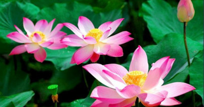 Mơ thấy hoa sen đánh con gì? Điềm báo gì cho giấc mơ này?