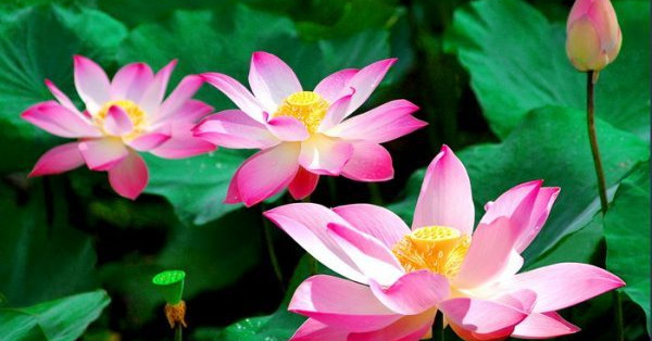 Mơ thấy hoa sen đánh con gì? Điềm báo gì cho giấc mơ này?