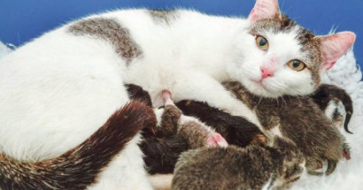 Mơ thấy mèo đẻ đánh con gì? Điềm báo tốt hay xấu?