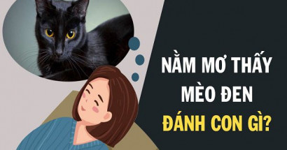 Mơ thấy mèo đen đánh con gì? Điềm báo hên hay xui?