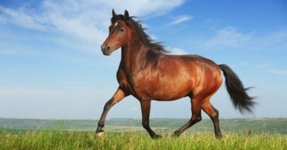 Bật mí ý nghĩa giấc mơ thấy ngựa? Mơ thấy ngựa đánh con gì tỷ lệ thắng cao?