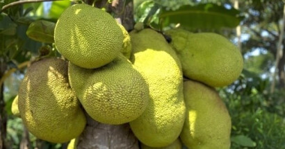 Mơ thấy quả mít đánh con gì? Ý nghĩa gì qua giấc mơ này?