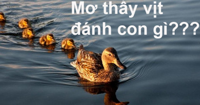 Mộng thấy vịt mang điềm báo hung hay cát? Mơ thấy vịt đánh con gì thắng chắc?