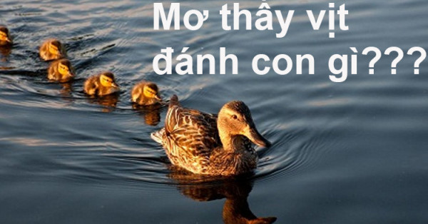 Mộng thấy vịt mang điềm báo hung hay cát? Mơ thấy vịt đánh con gì thắng chắc?