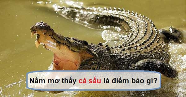 Mơ thấy cá sấu đánh con gì? Giải mã giấc mơ thấy cá sấu?