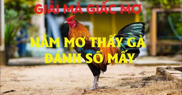 Mơ thấy gà có ý nghĩa gì? Nằm mơ thấy gà đánh con gì gặt hái nhiều tài lộc?