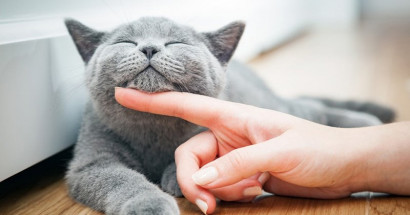 Nằm mơ thấy mèo con đánh con gì? Ý nghĩa giấc mơ mèo con