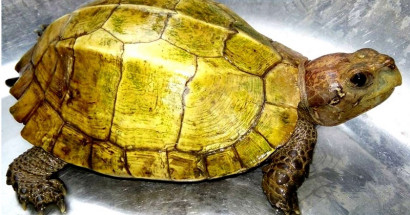 Mơ thấy rùa vàng đánh con gì? Điềm báo giấc mơ thấy rùa vàng?