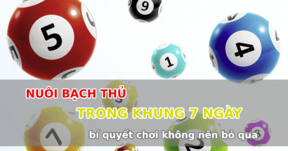 Bí kíp nuôi lô bạch thủ khung 7 ngày miền Bắc chuẩn xác