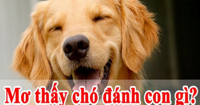 Giấc mơ thấy chó đánh con gì để tài lộc “gõ cửa”? Ngủ mơ thấy chó mang điềm tốt hay xấu?