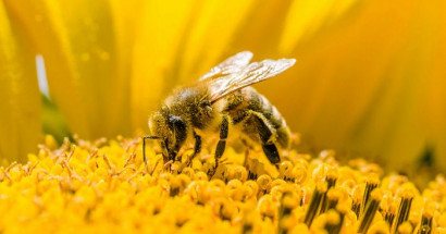 Mơ thấy ong đánh con gì? Giải mã giấc mơ thấy ong?