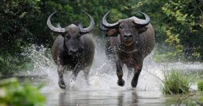 Mơ thấy trâu đuổi đánh con gì? Điềm báo lành hay dữ?
